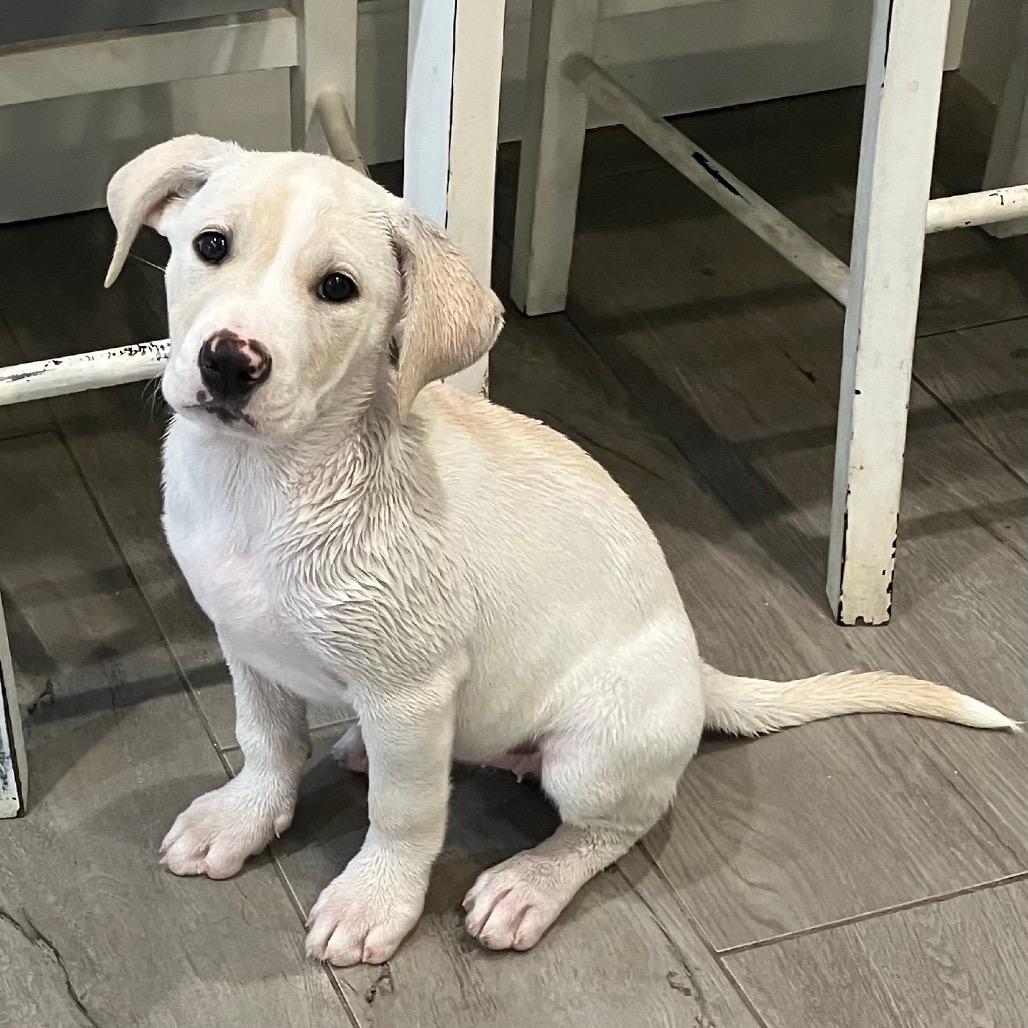 NY Wylie Avail Nov 8 (Choice Pet Carmel)