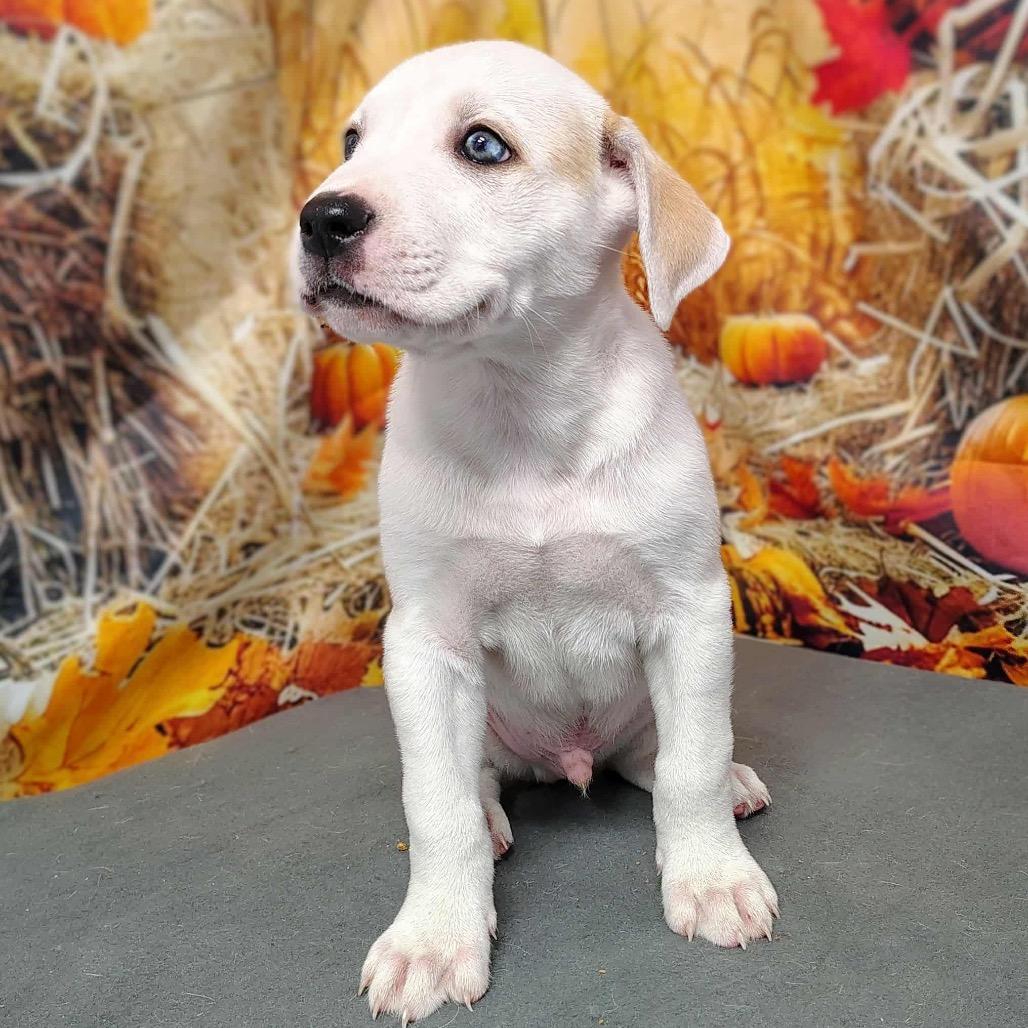 NY Wally Avail Nov 8 (Choice Pet Carmel)