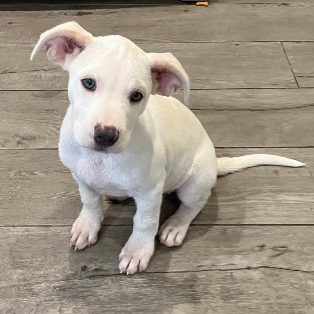 NY Whitni Avail Nov 8 (Choice Pet Carmel)