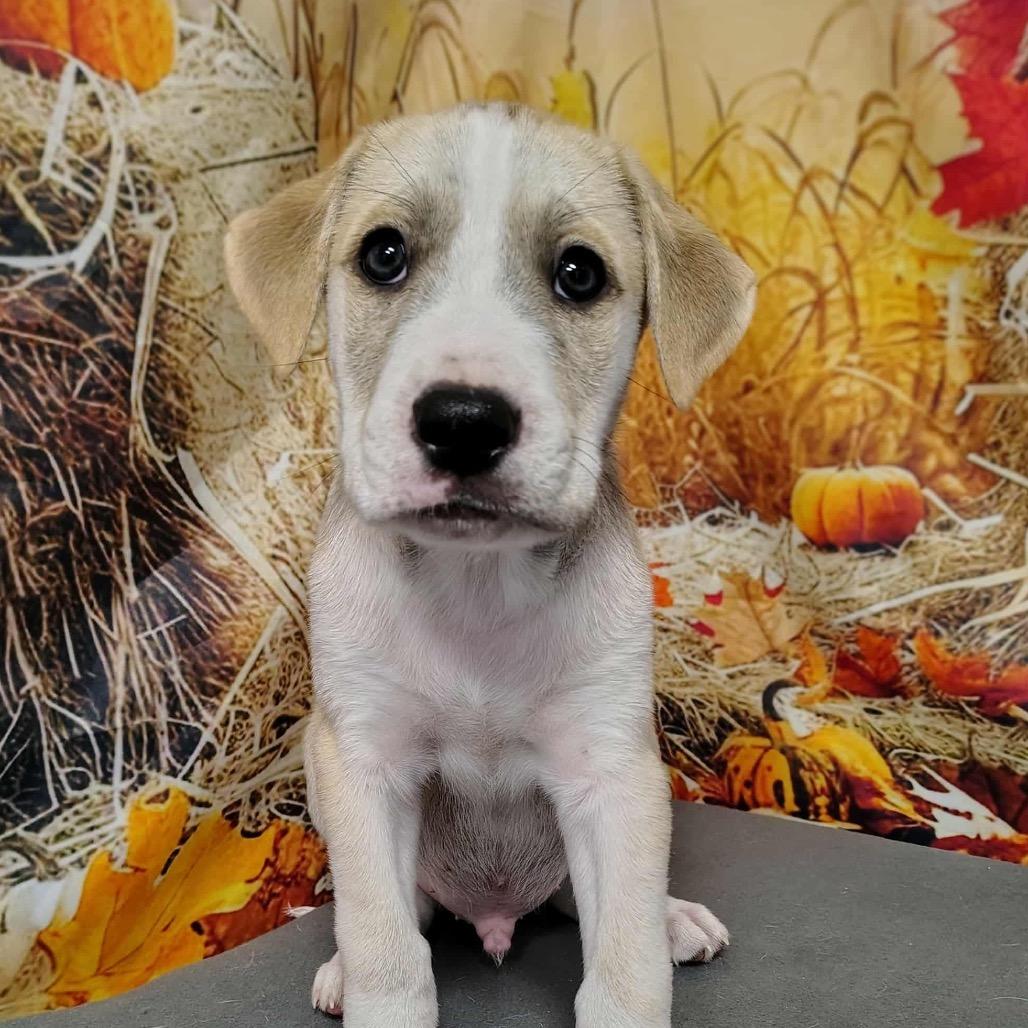 NY Weston Avail Nov 8 (Choice Pet Carmel)