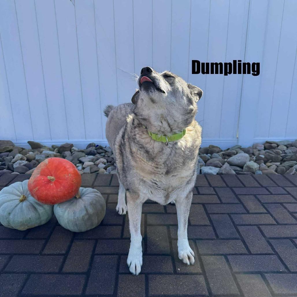 Dumpling