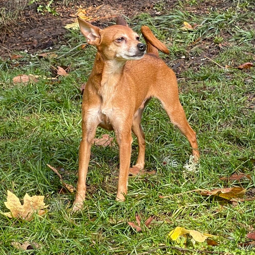 PEE WEE (bonded w/Ty)