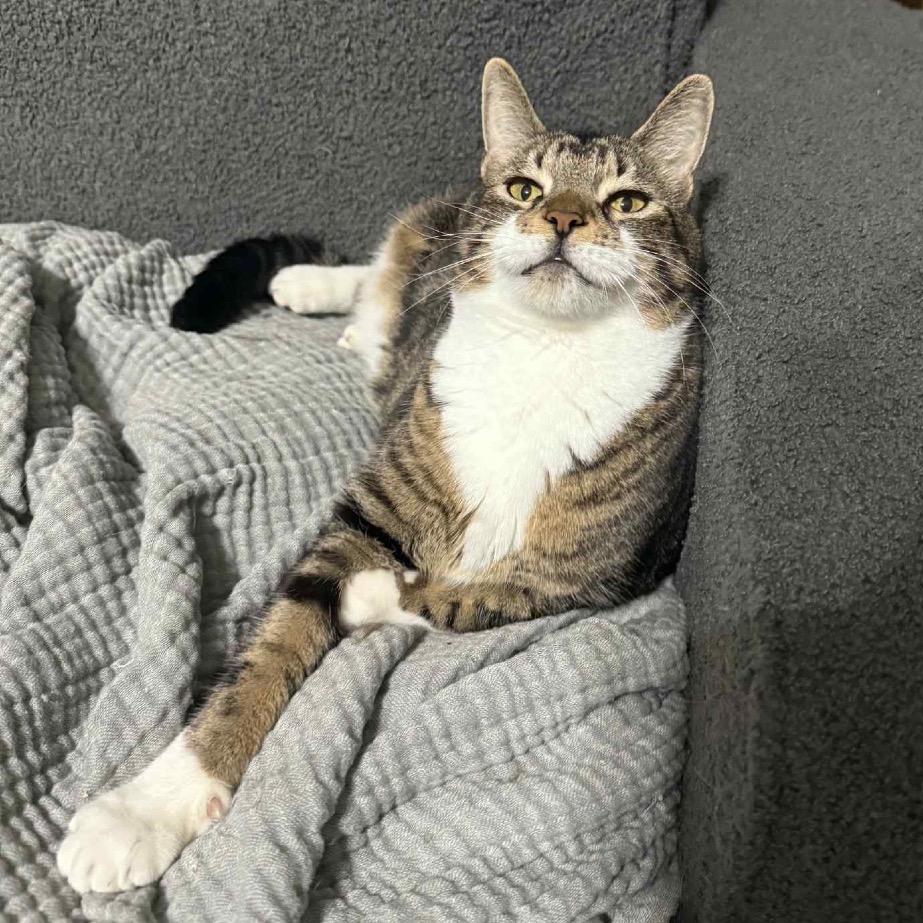 Meebs (cerebellar hypoplasia) 