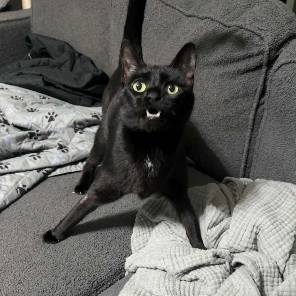 Obo (cerebellar hypoplasia) 