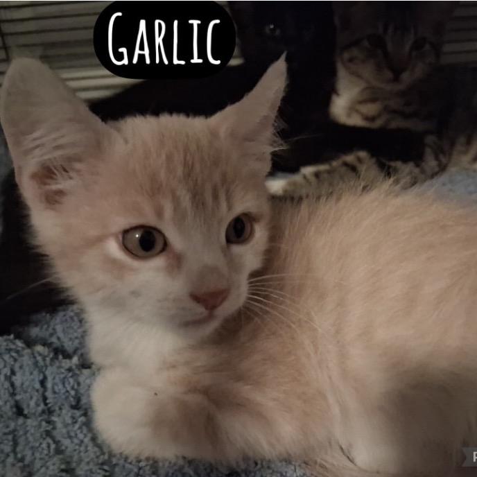 Garlic