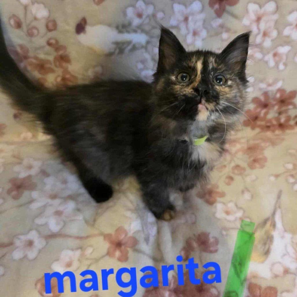 Margarita