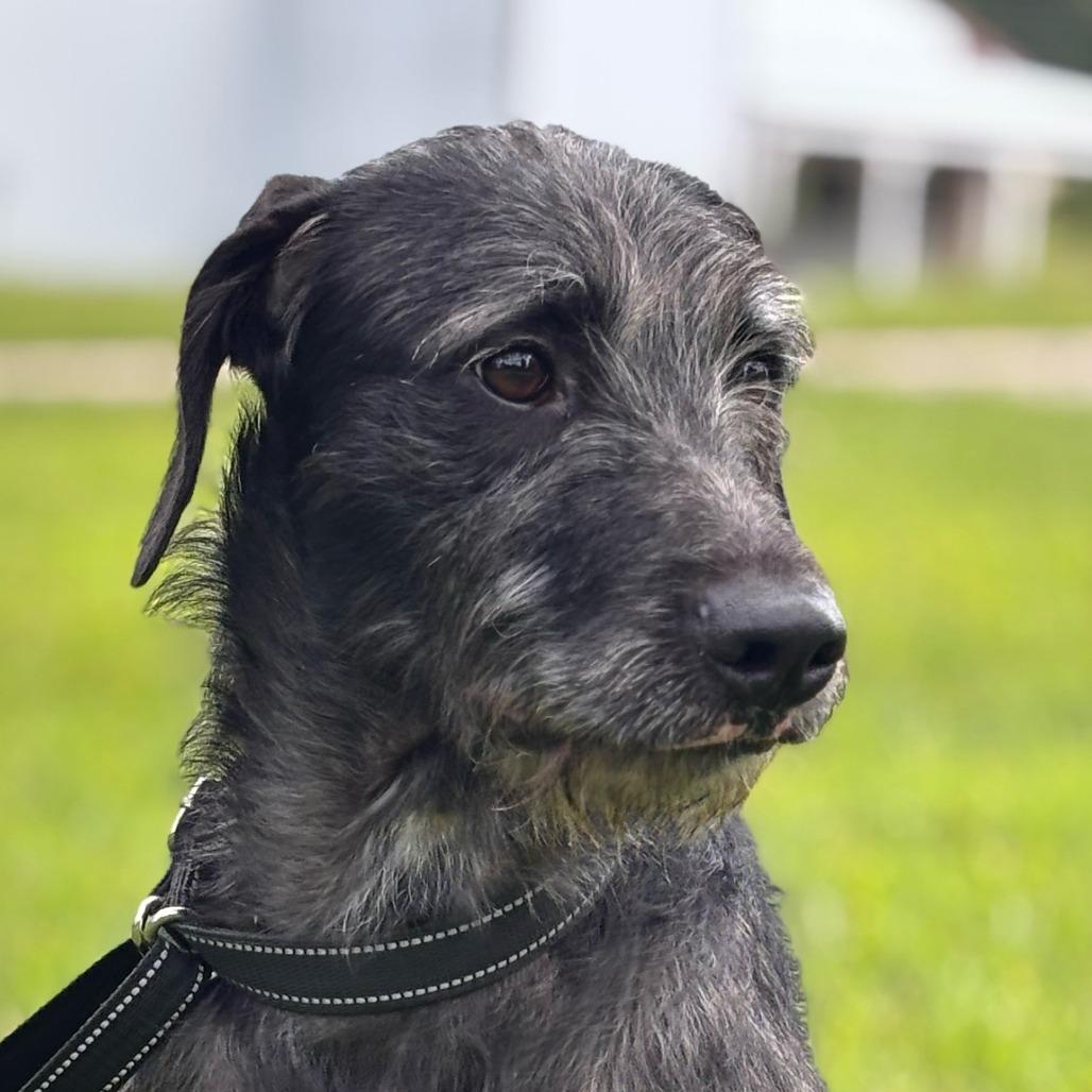 Evangeline the Toodle 