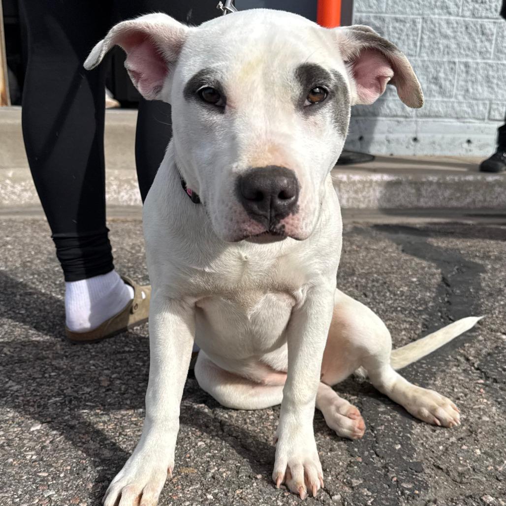 774 (2025) Starburst