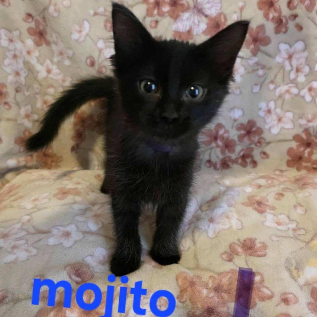 Mojito