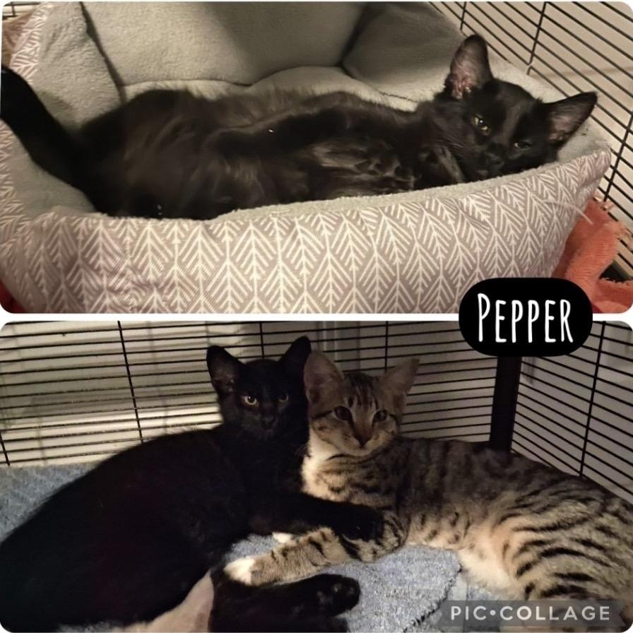 Pepper