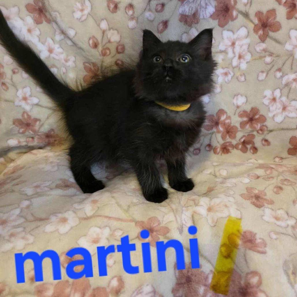 Martini