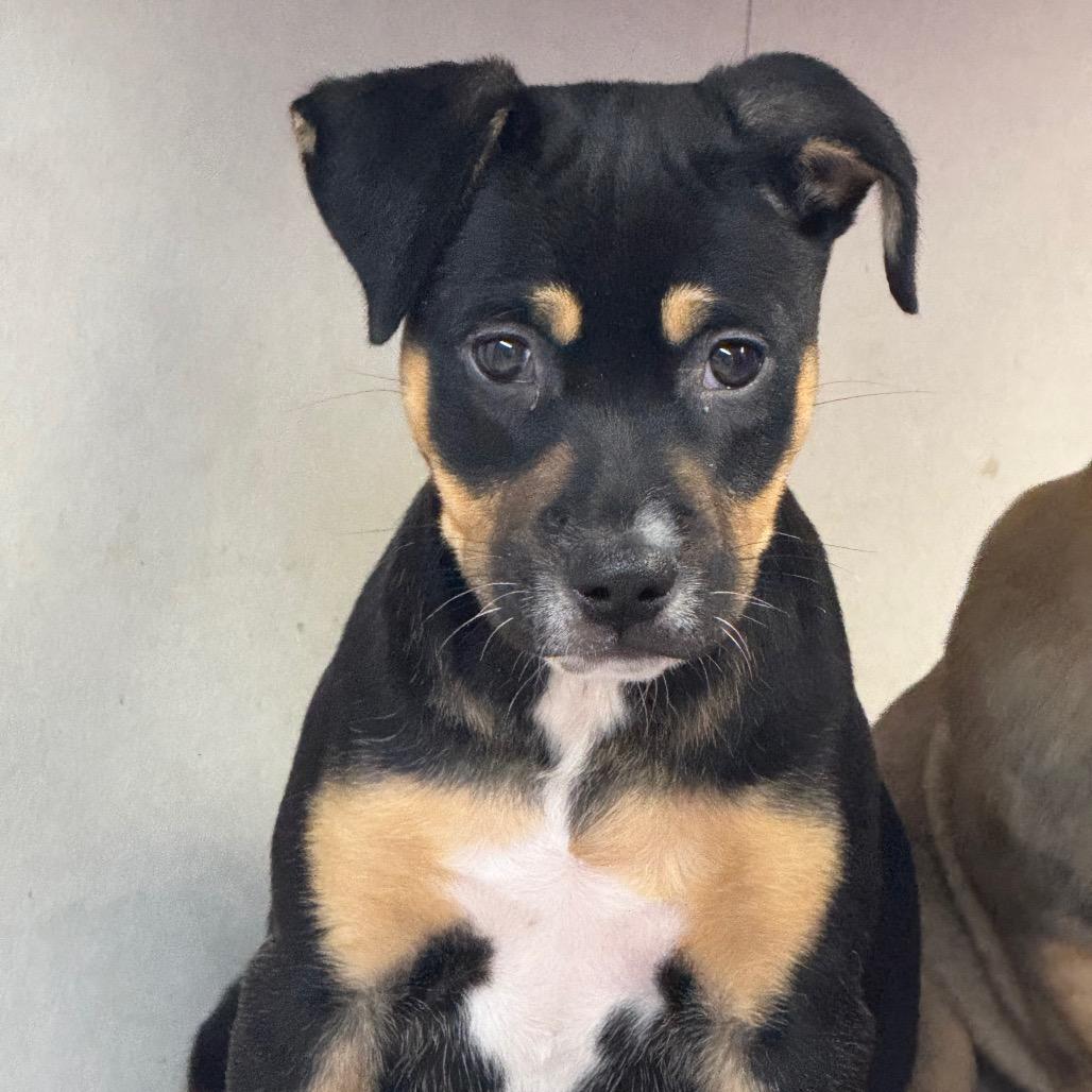 NY Calypso (Foster in Carmel)