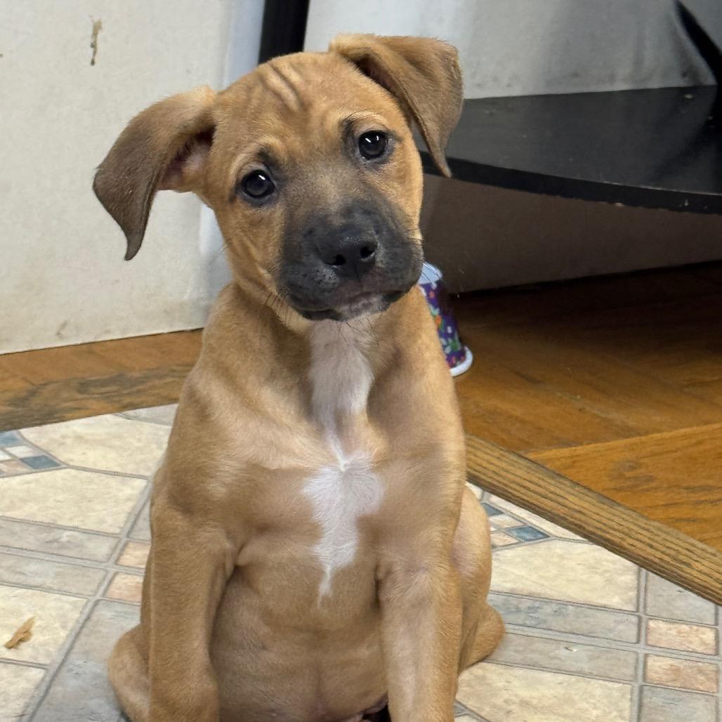 NY Hera Avail Nov 8 (Choice Pet Carmel)