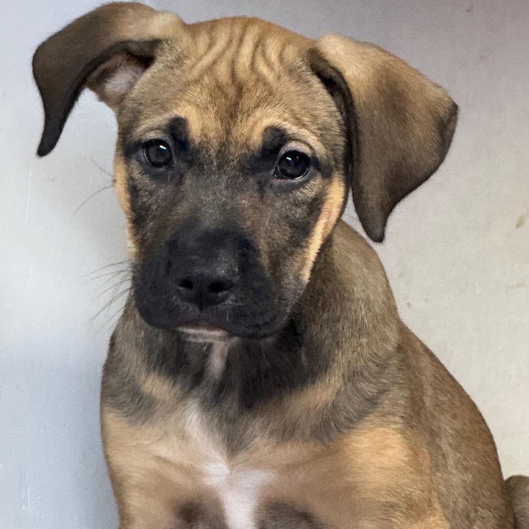 NY Athena Avail Nov 8 (Choice Pet Carmel)