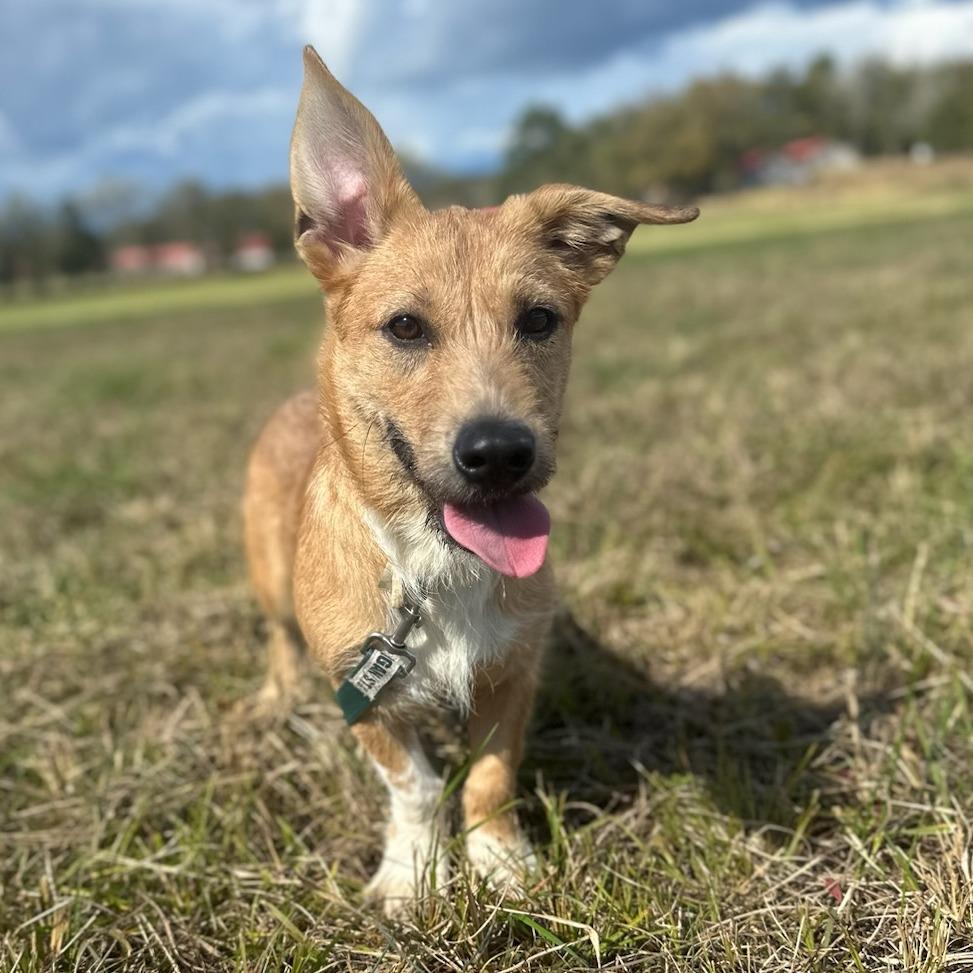 Rosie