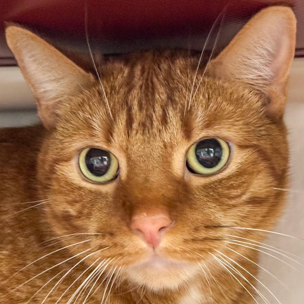 Mango *Bonded w/ Ziti*