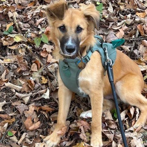 CT Duke of Herrington