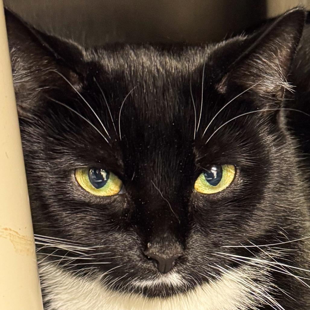 Ziti *Bonded w/ Mango*