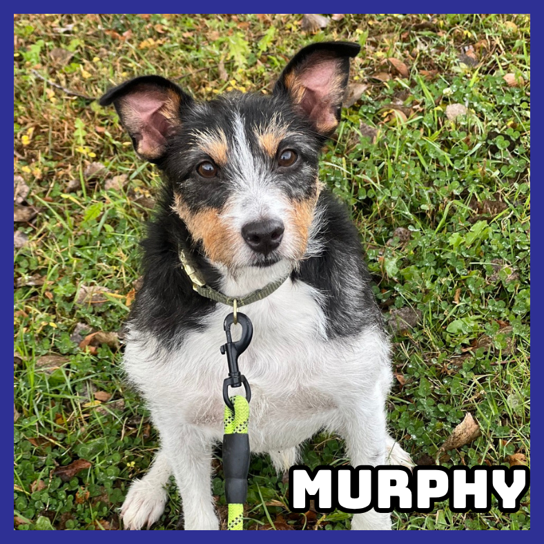 Murphy