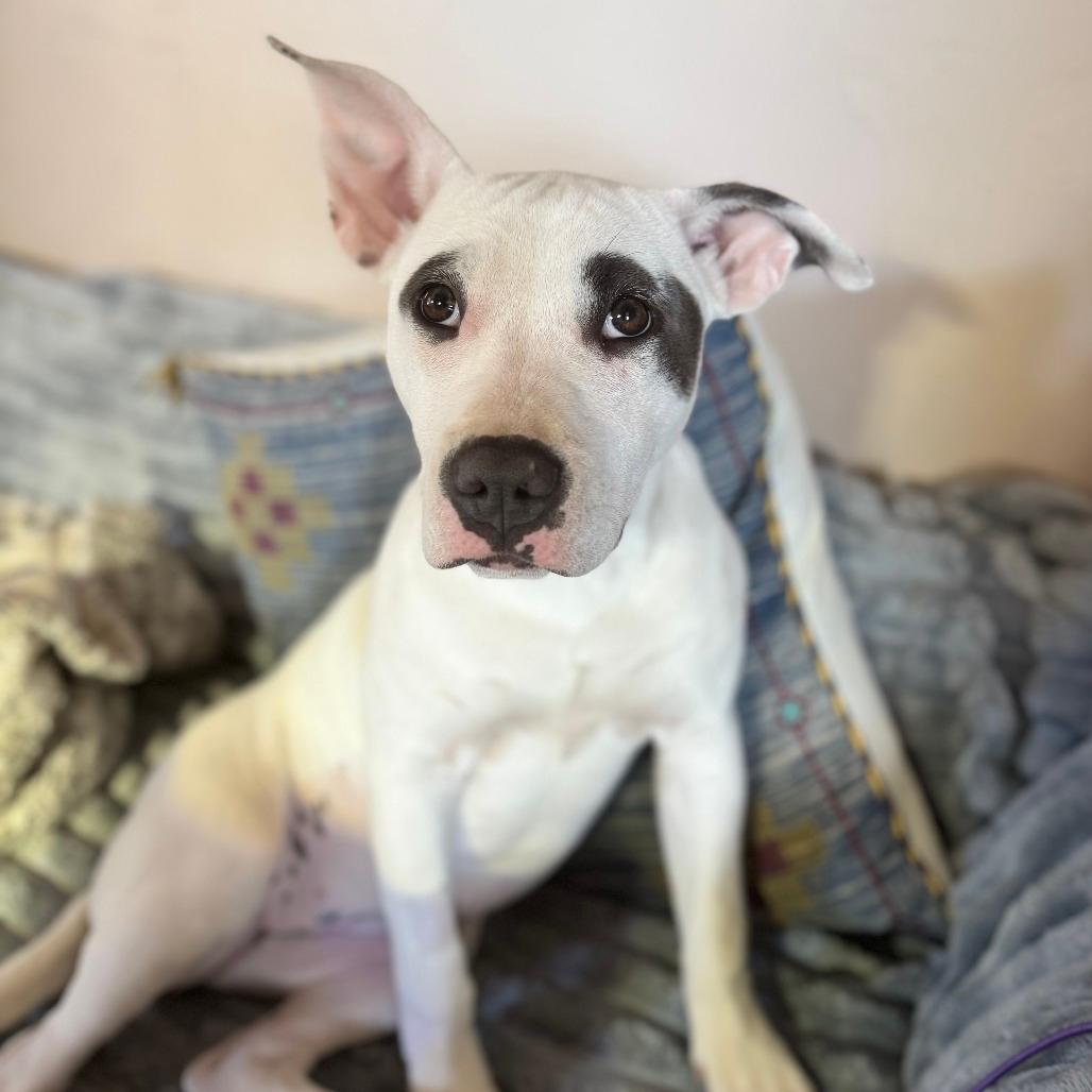 774 (2025) Starburst