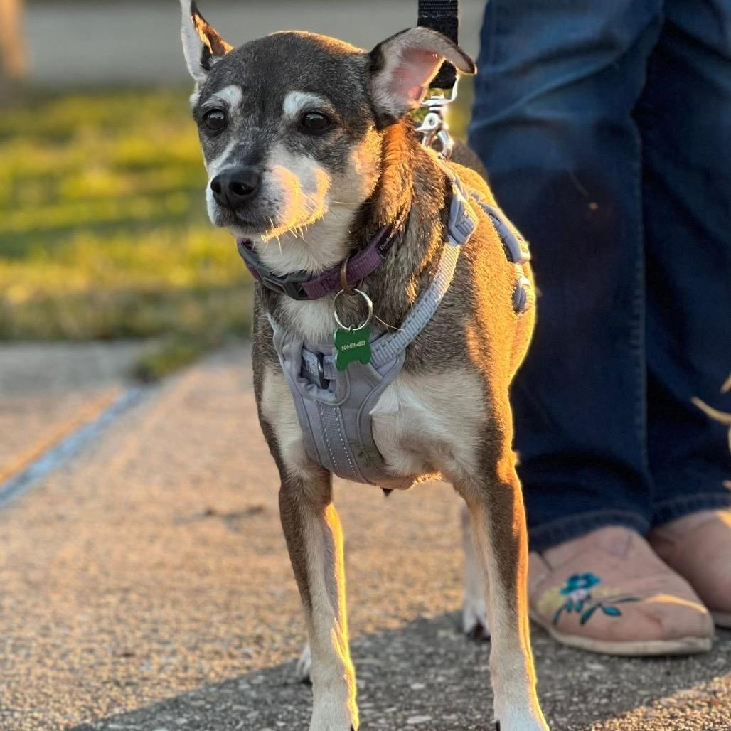 Abby (Reduced Rover)