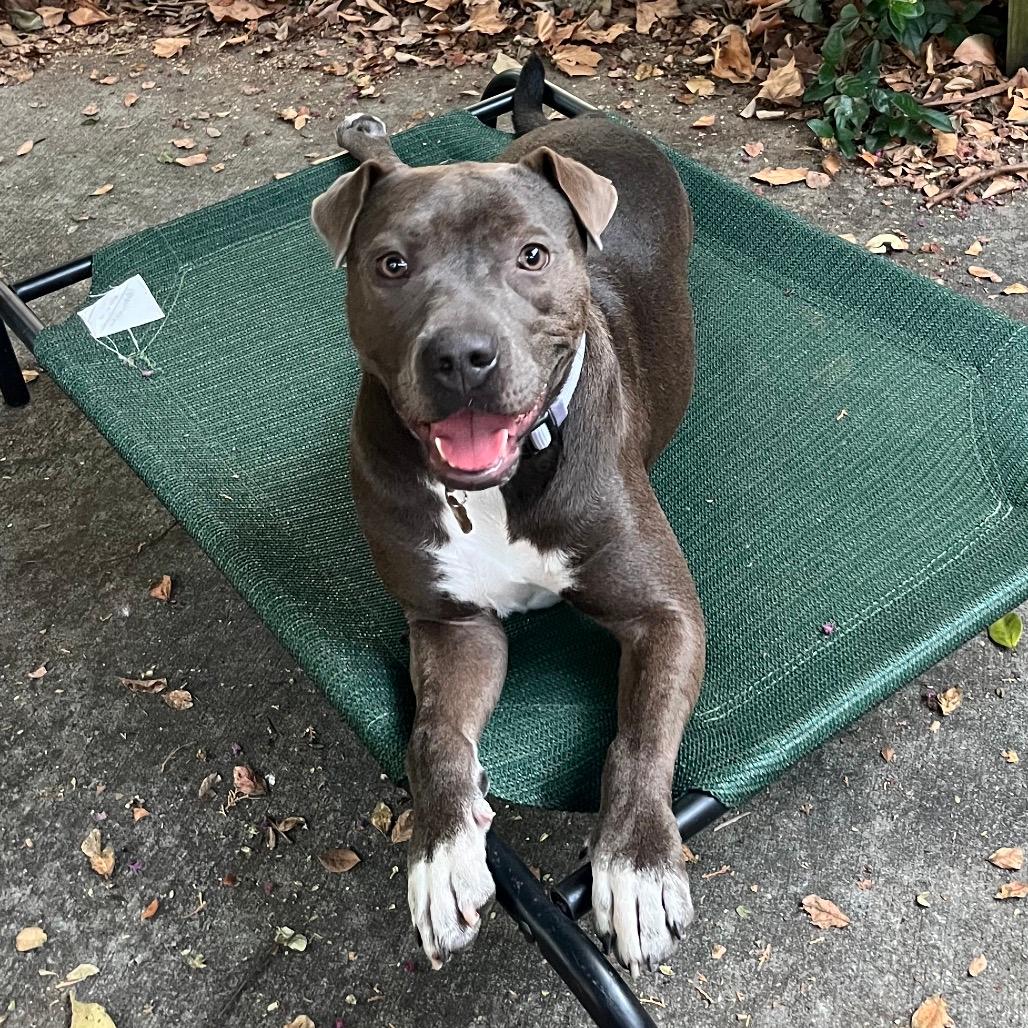 Pixie Pineapple Rose