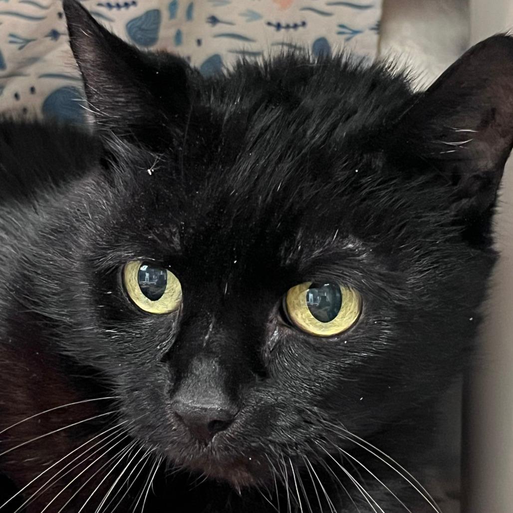 Elbow *Bonded w/ Lassie*