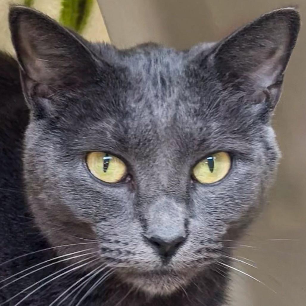 Lassie *Bonded w/ Elbow*