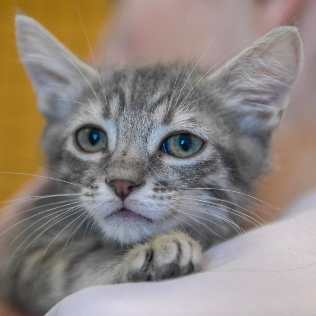 Black Bean (black collar)