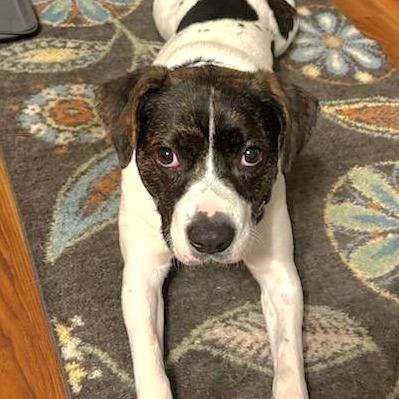 CT Gordy (Fostered in Putnam, CT)