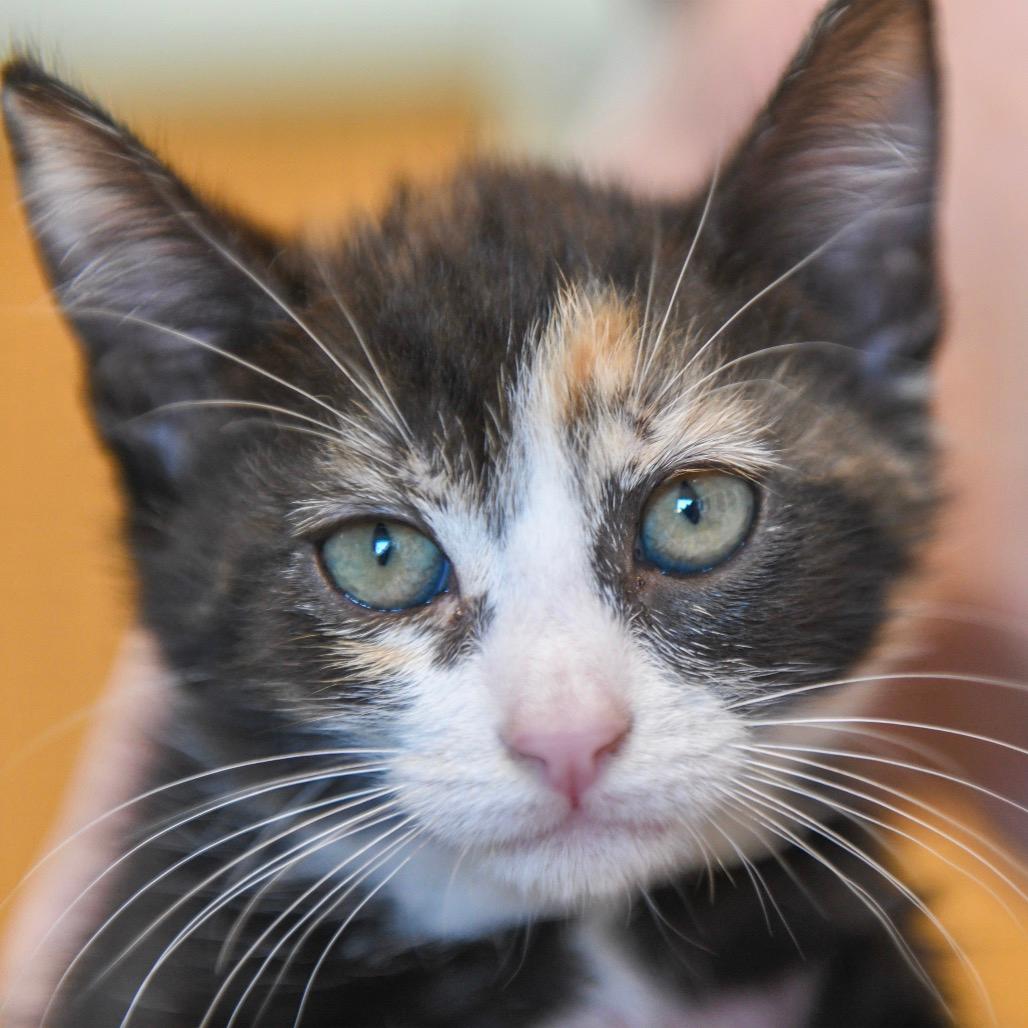 London (green collar)