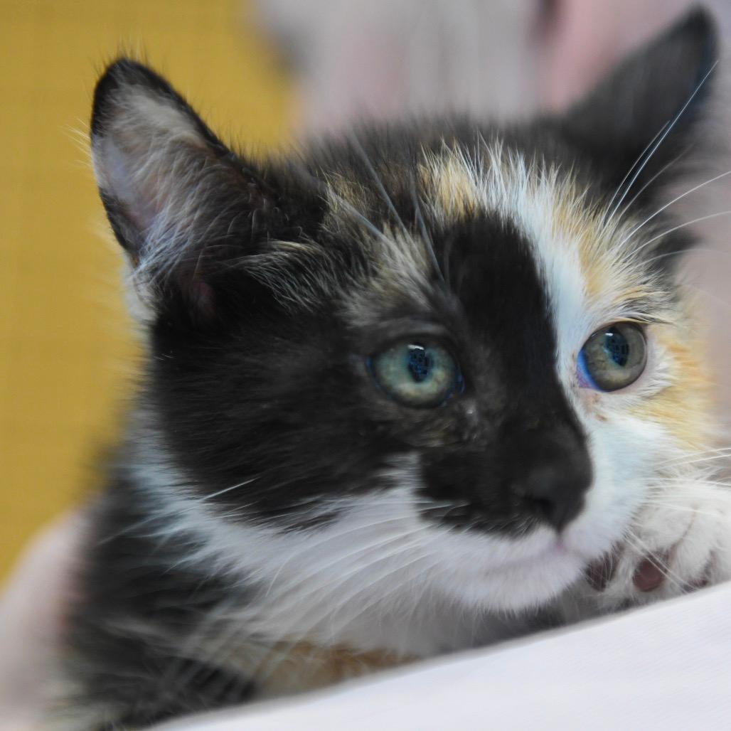 Vienna (orange collar)