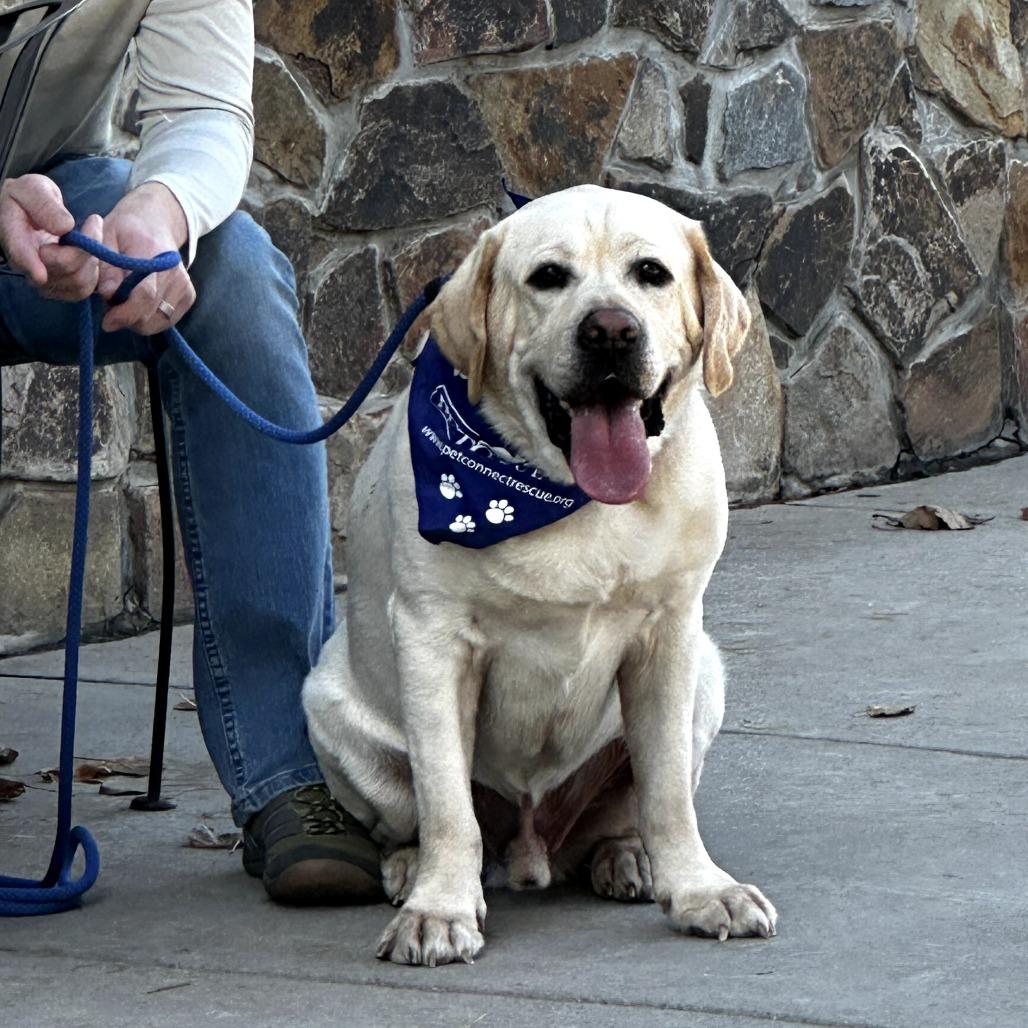 Luca - Adoption Pending