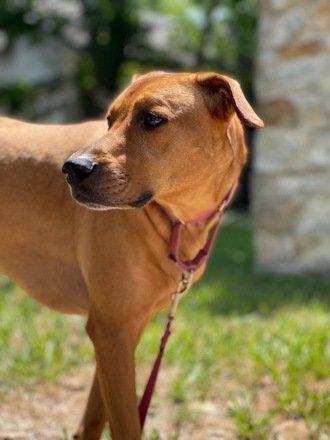 Can Rhodesian Ridgebacks Handle Cold Weather