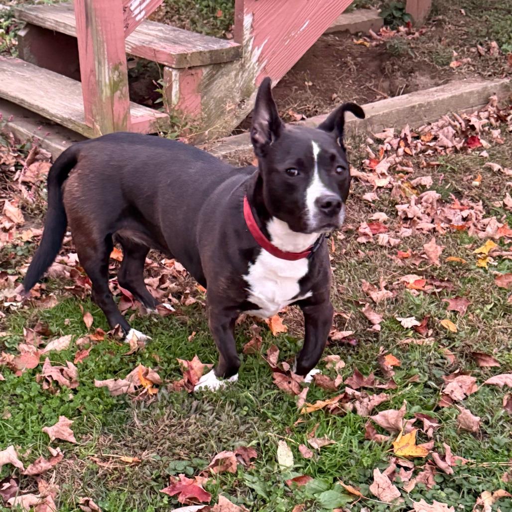 NY Kasey (Foster in Brewster)