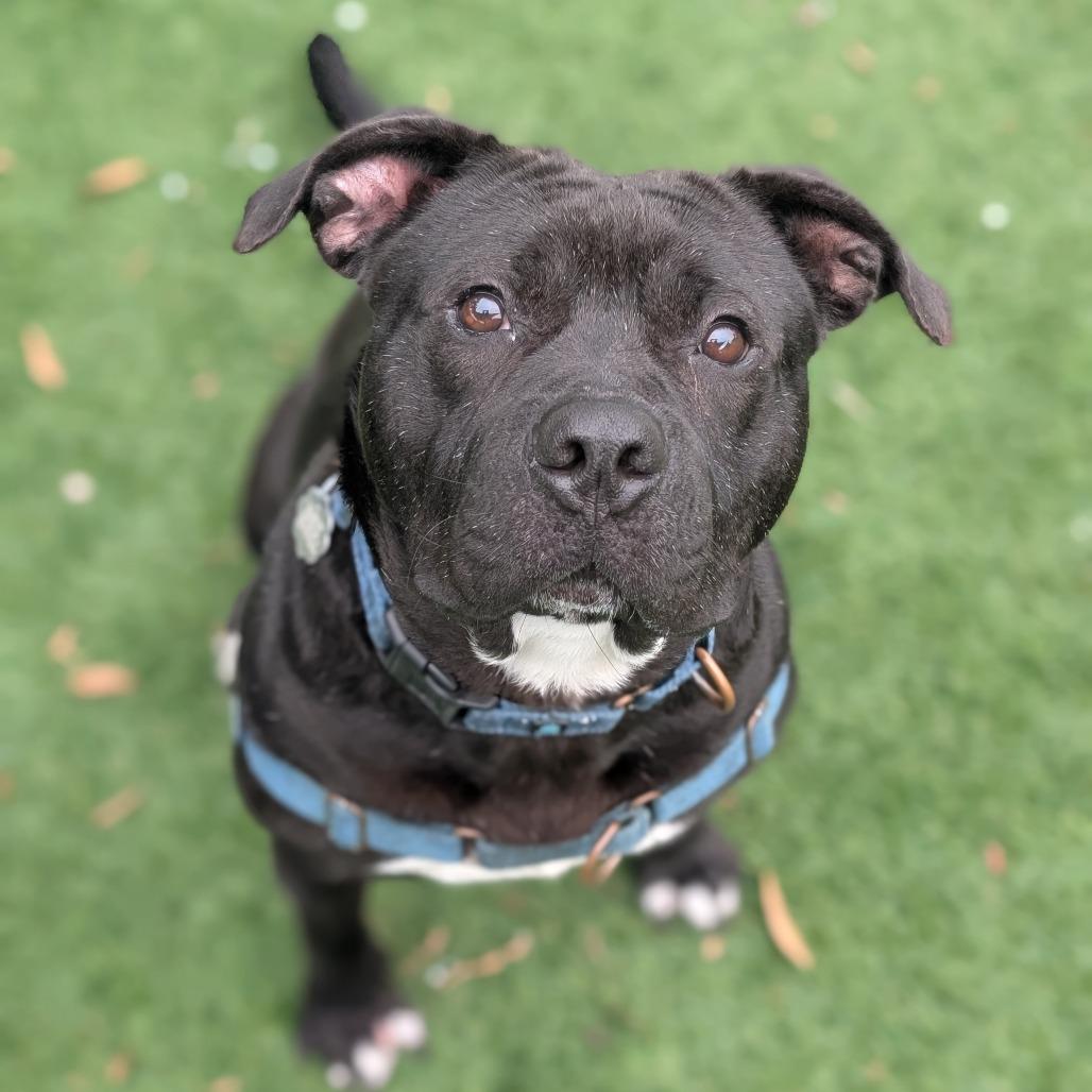 Wingstop Winston 24-7051