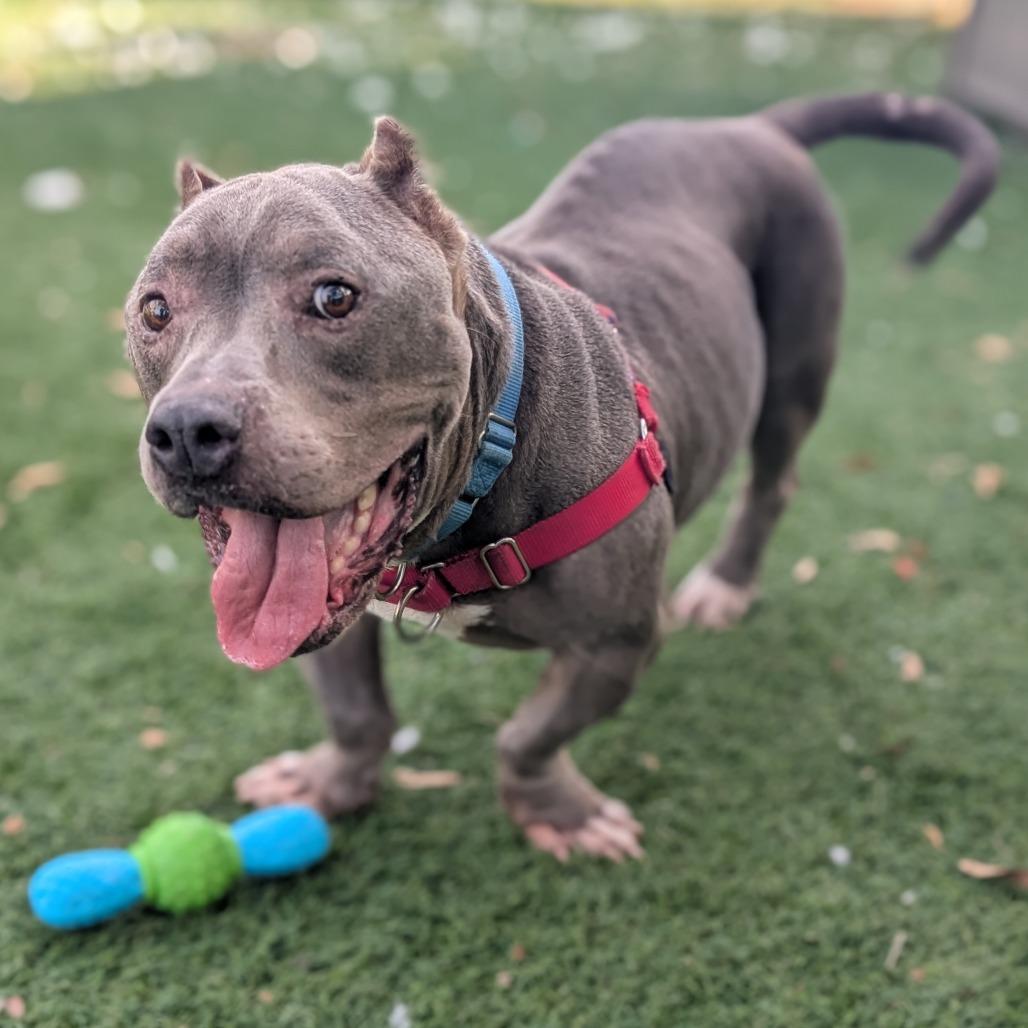 Mr. Potato HW+ 25-3484