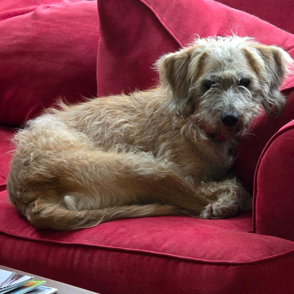 NY Dolly (Foster in Pawling)