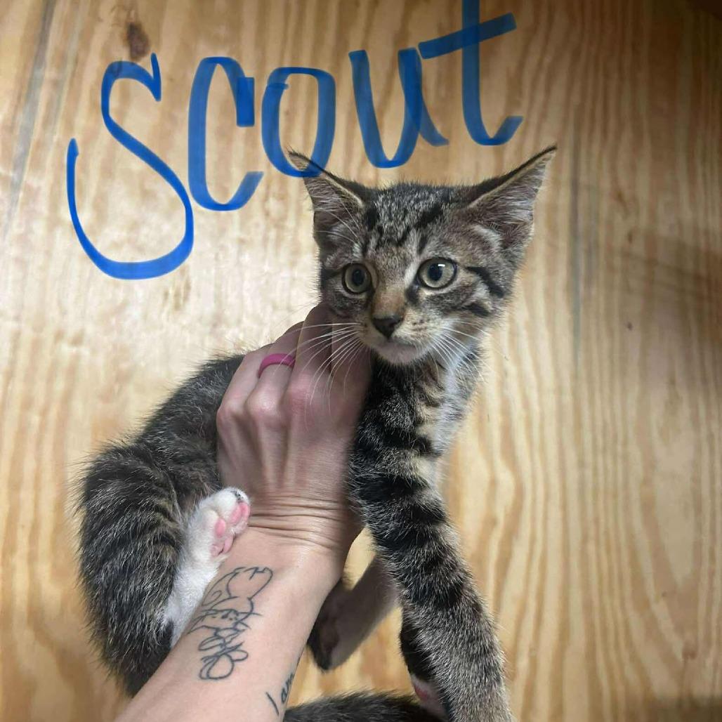 Scout