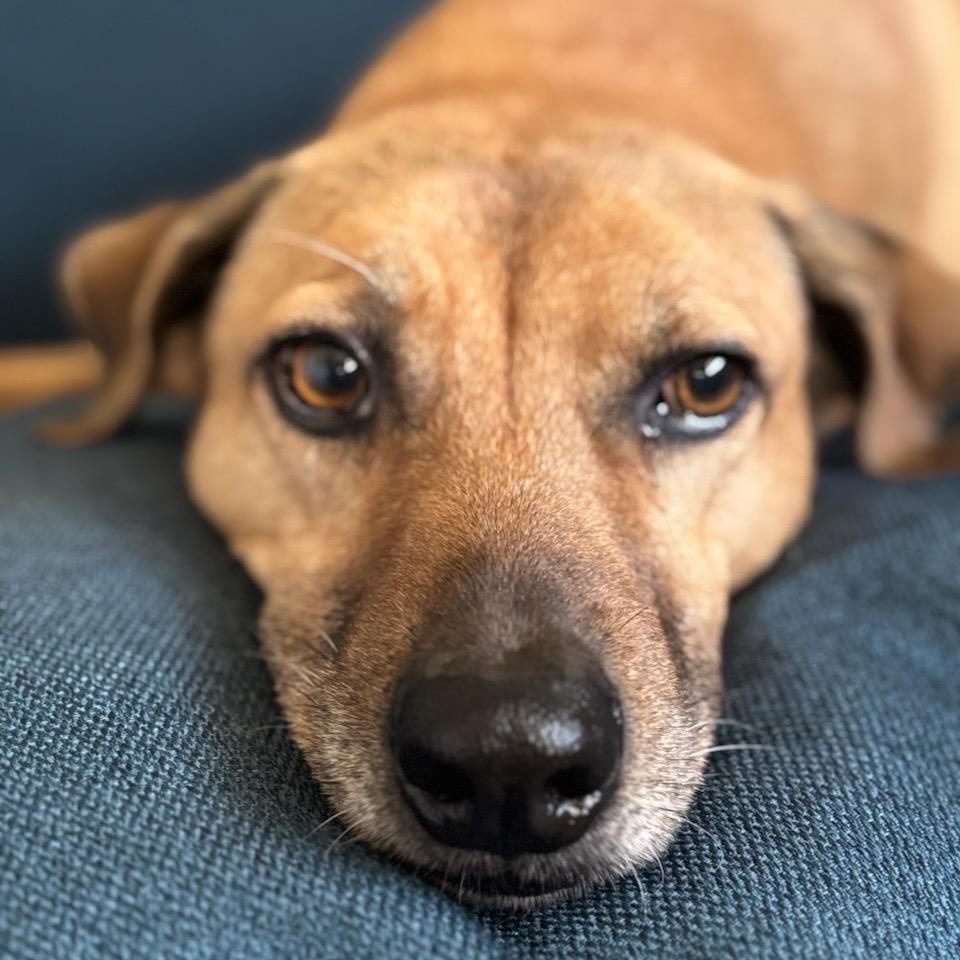 charlie🌭