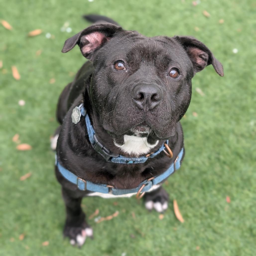 Wingstop Winston 24-7051