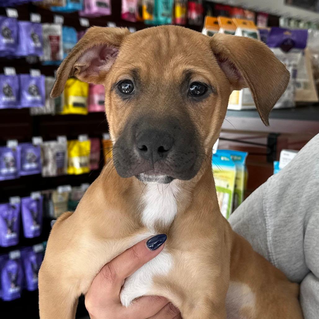 NY Hera (Foster in Carmel)