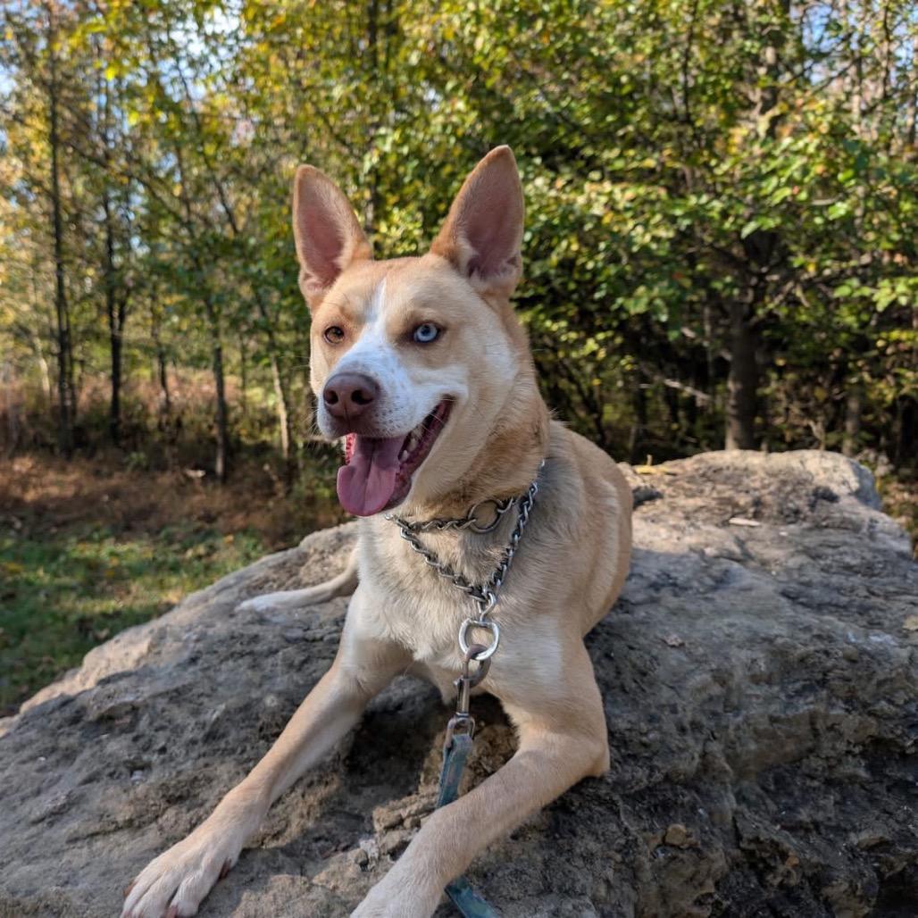 BOLT - Paws Behind Bars Trained