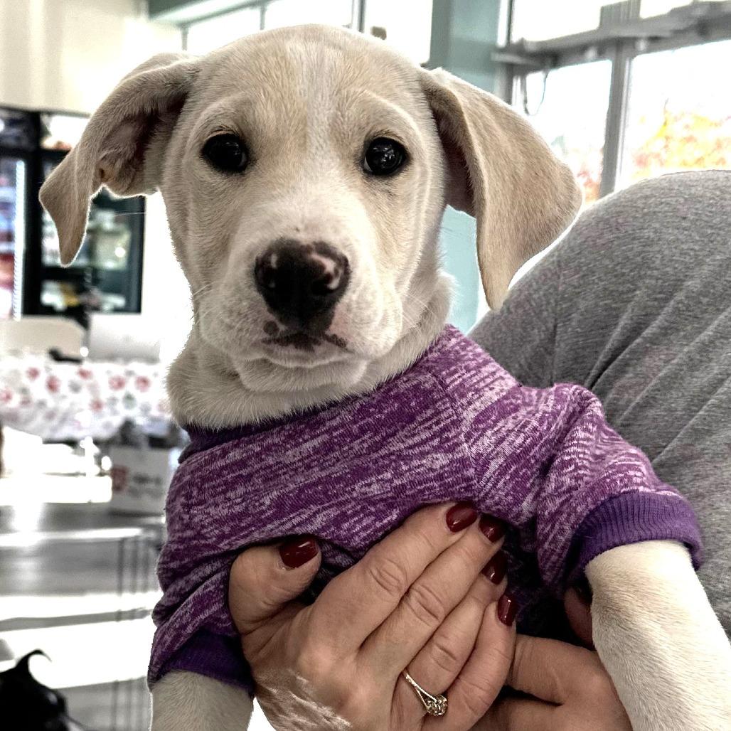 NY Wylie (Foster in LaGrangeville)