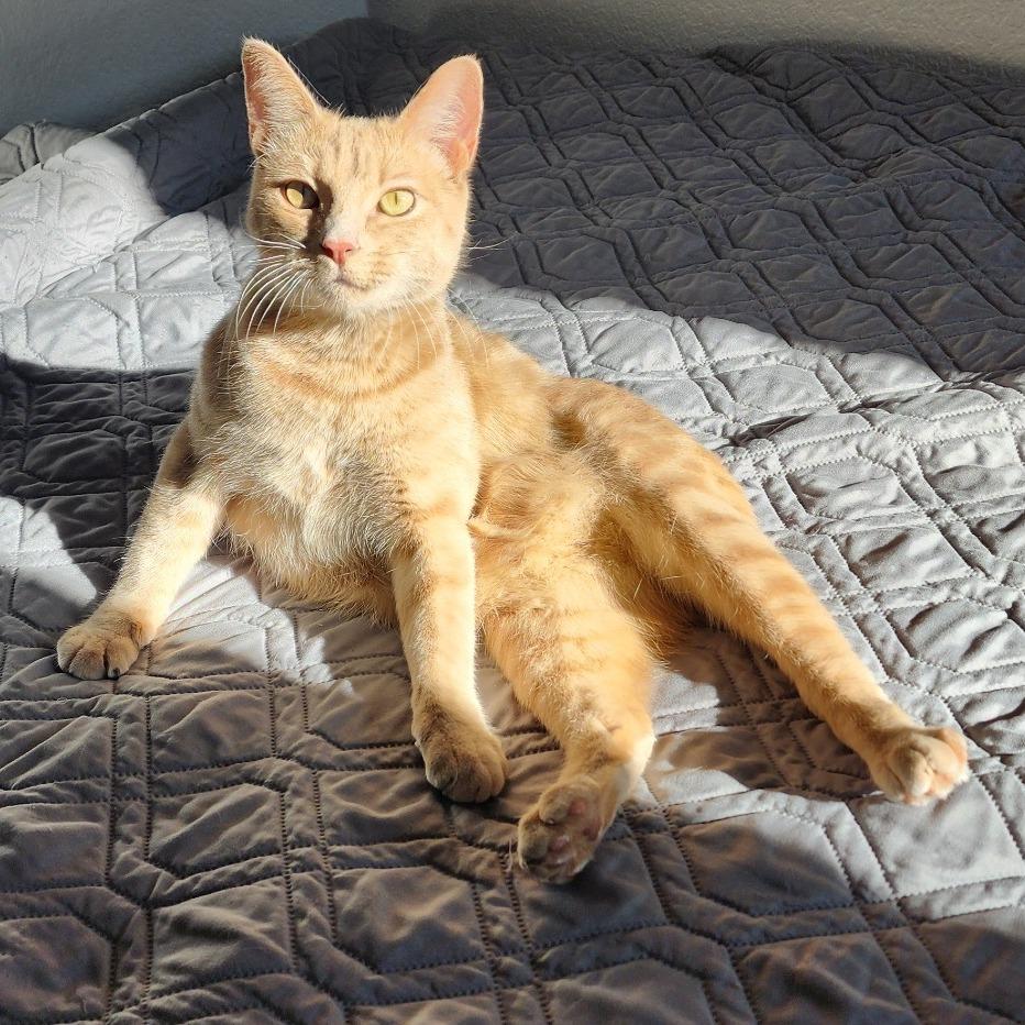 Manx for the Memories