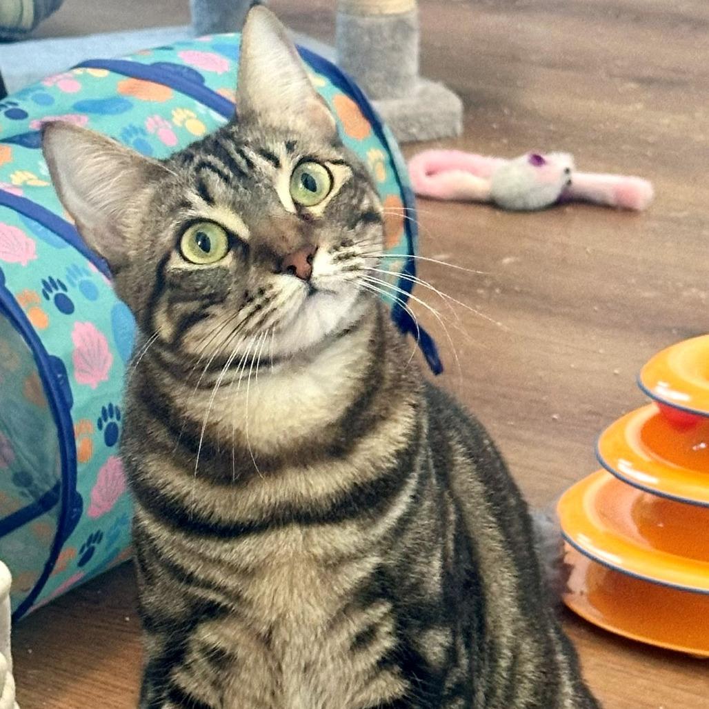 Jellybean (FKA: Snickers)