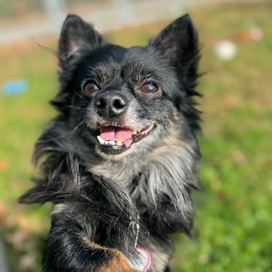 Sasuke-$99-See my Video!