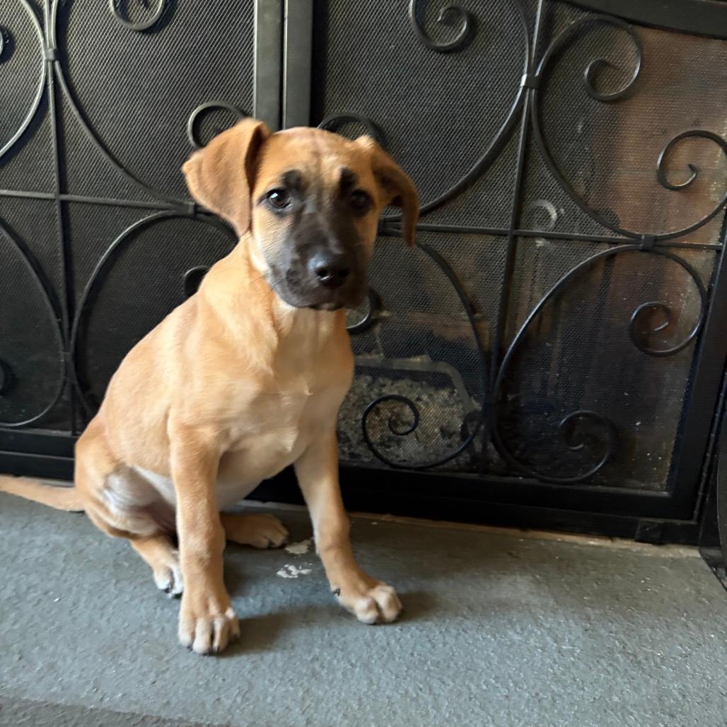 NY Montana ( Foster in North Salem)