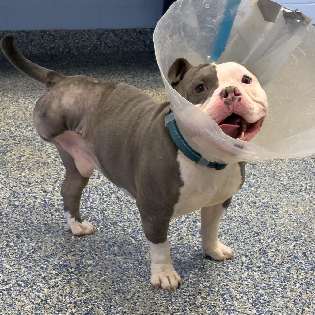 Squasage McBull-Hoggin