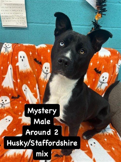 Adoptable Dogs & Puppies in Kingsport, TN